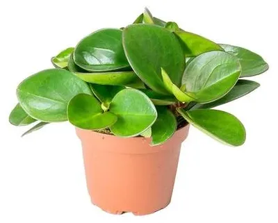 Productafbeelding van JUNAVERA Peperomia clusiifolia Red Margin | terrariumplant en kamerplant | 5 cm pot | 12 cm hoog