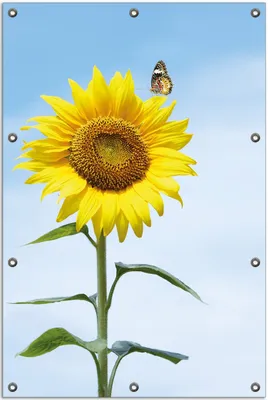 Produktbild von Wallario Outdoor-Poster für Garten oder Balkon, Motiv Sonnenblume mit Schmetterling, in ca. 80 x 120 cm