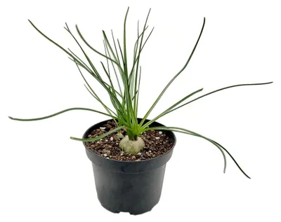 Produktbild von Albuca humilis - Zwiebelgewächs für Zuhause - Energie und Leichtigkeit für Ihr Ambiente