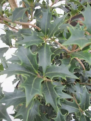 Produktbild von Stachelblättrige Duftblüte Ostfriesland - Osmanthus heterophyllus - 80-100cm