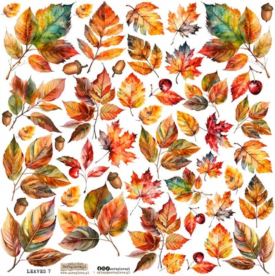 Image de AUFKLEBER Dekor Stickers - ScrapLove - Feuilles 7
