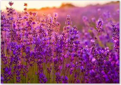 Produktbild von Tulup® Glas-Bild - 100 x 70 - Wandbild aus Glas - Wandkunst - Wandbild hinter gehärtetem Sicherheitsglas - Blumen & Pflanzen - Lavendelfeld - Lila