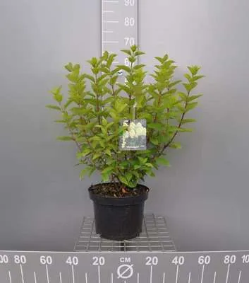 Image de Hydrangea pan. 'Limelight'® - Hortensia paniculé 60- 80 cm Conteneur