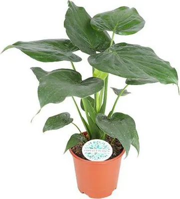 Produktbild von Elefantenohr Alocasia Cucullata Ø21cm ↕80cm Tropische Zimmerpflanze Pflegeleicht