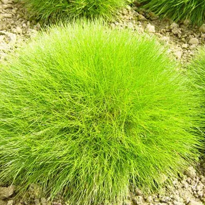 Image de 6 x Fétuque à feuilles d'ours - Festuca gautieri | Pot 9cm x 9cm