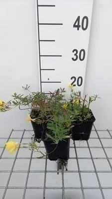 Obrázok produktu pre 6 x Oenothera hybr. 'African Sun'® - Nachtkerze - Topf 9 x 9 cm