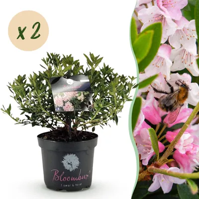Produktbild von Zwerg-Rhododendron - Rhododendron Bloombux Hellrosa - Blühender Buchsbaum - Pflegeleicht - Hellrosa Blüte - 2 Pflanzen - 45-55cm - Ø23cm - Gartenpflanze