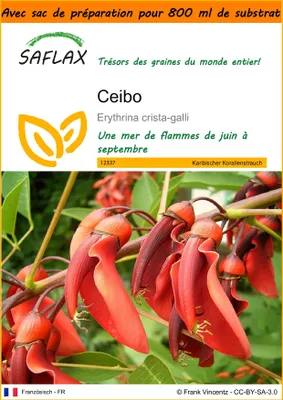 Image de SAFLAX Garden in the bag - Ceibo - 6 graines - Erythrina
