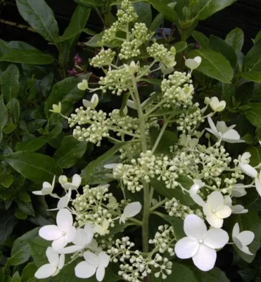 Produktbild von Rispenhortensie Mid Late Summer - Hydrangea paniculata Mid Late Summer - 40-60 cm