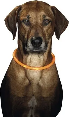 Produktbild von Schlauchhalsband Karlie LED 70 cm, orange