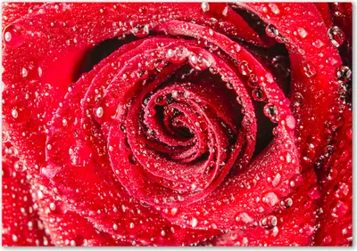 Produktbild von Tulup® Leinwandbild - 100x70 cm - Wandkunst - Drucke auf Leinwand - Leinwanddruck  - Blumen & Pflanzen - Rot - Wassertropfen Rose