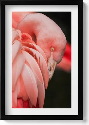 Produktbild von Rosa Flamingo-Vogel– Wandbild mit Rahmen – Gerahmtes Bild  – Wanddekoration – 40x60 cm –  Schwarz