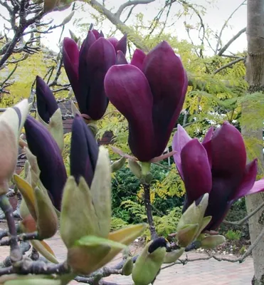 A close-up view of dark purple magnolia flowers and buds on a branch, with blurred yellow and green foliage in the background.