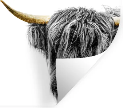 Produktbild von MuchoWow® Wandtattoo Wandsticker Wandaufkleber Schottischer Highlander - Schwarz - Gold 160x80 cm Selbstklebend und Repositionierbar - Sticker - Dekorfolie