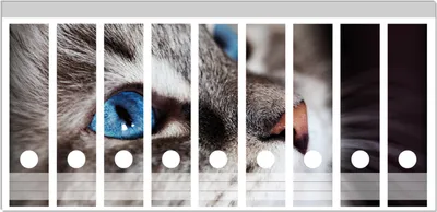 Produktbild von Wallario Ordnerrücken Sticker, selbstklebend für breite Ordner, 9 Stück, Motiv Katze mit strahlend blauen Augen