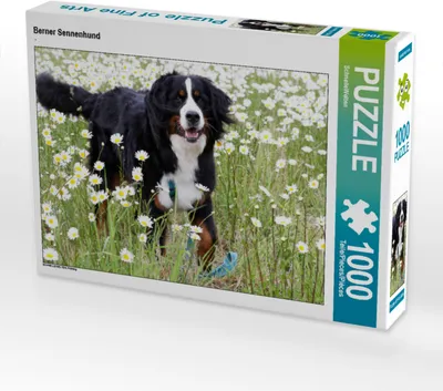 Produktbild von CALVENDO Puzzle Berner Sennenhund | 1000 Teile Lege-Größe 64x48cm Foto-Puzzle für glückliche Stunden