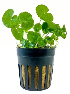 Produktbild von Aquarium Pflanze Aquariumpflanze Hydrocotyle leucocephala AquaOne Nr.339L