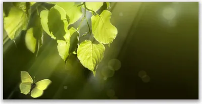 Produktbild von Tulup Leinwand-Bilder 140x70 Wandbild Canvas Kunstdruck Schmetterling Blätter Natur