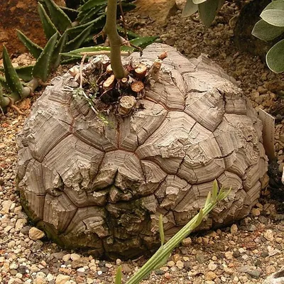 Produktbild von Schildkrötenpflanze (Dioscorea elephantipes)  - 10 Samen