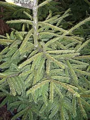 Produktbild von Orientalische Zwergoldfichte - Picea orientalis Aurea compacta 50-60cm