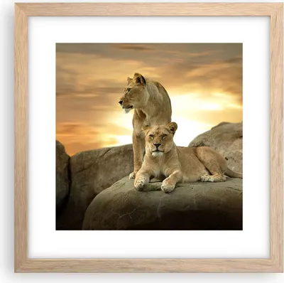 Produktbild von Gerahmtes Poster - Rahmen in heller Eiche - Löwen Sonnenuntergang Felsen Krallen - 30x30 cm - Wand Bild - Wanddeko - Wandbilder - Wandposter - Bilderrahmen - Bilder - Kunstdruck - P2NAC30x30-2958