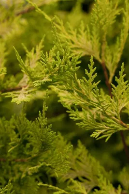 Produktbild von Cupressocyparis leylandii 'Castlewellan Gold', goldgrün, 100–125 cm