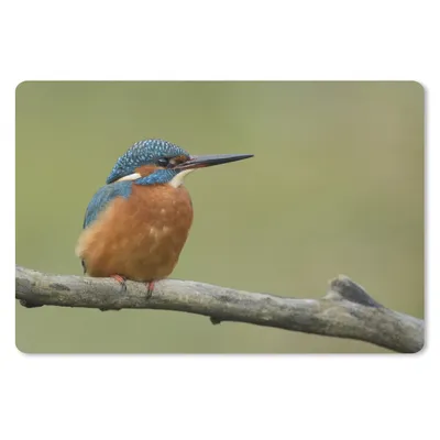 Produktbild von MuchoWow® Schreibtischunterlage Eisvogel - Orange - Zweige 60x40 cm - XXL Mauspad - Großes Mauspad