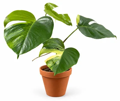 Obrázok produktu pre Monstera deliciosa Aurea od spoločnosti Gardners, priemer 17 cm