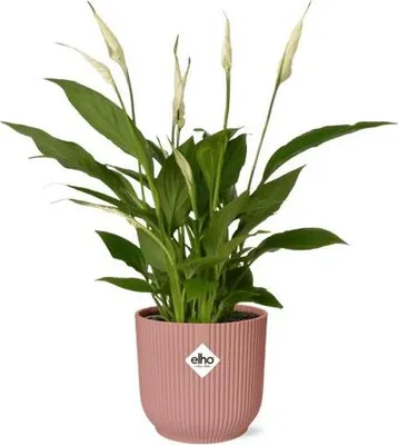 Produktbild von Einblatt Spathiphyllum Torelli Ø14cm Rosa Ziertopf Luftreinigende Blühpflanze