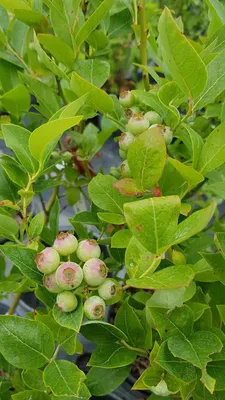 Image de Vaccinium corymbosum 'Ivanhoe' / Myrtillier 'Ivanhoe'