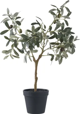 Produktbild von Olivenbaum