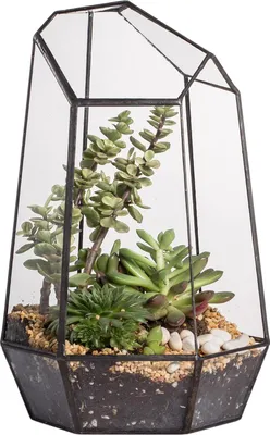 Produktbild von Geometrisches Glasterrarium für Sukkulenten und Luftpflanzen - handgefertigt - schwarz - 165 x 145 x 25 cm