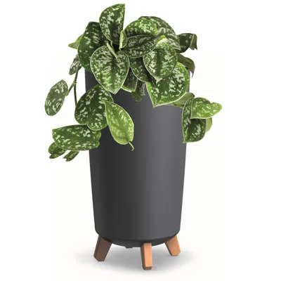 Produktbild von Blumentopf mit Füßen Hoh Tube Pflanzkübe D 24 cm aus Kunststoff matte Anthrazit Übertöpfe Geldbaum Kakteen Gummibaum Glücksfeder