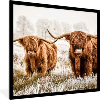 Produktbild von MuchoWow® Gerahmtes Poster Schottischer Hochländer - Kuh - Tiere - Natur - Heidekraut 40x40 cm - Poster mit Schwarzem Bilderrahmen Wandposter Rahmen Foto Bilder - Mit Rahmen - Wanddekoration Schlafzimmer