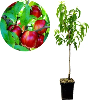 Produktbild von Prunus Persica 'Fire Top' Nektarine – Höhe 100 cm – 5-Liter-Topf