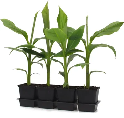 Produktbild von Musa basjoo 30-60 cm - winterharte Banane