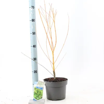 Image de Acer palmatum « Bi-Hoo » - Érable palmé | 60-70 cm en pot