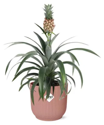 Immagine prodotto di Ananas Mi Amigo in ELHO Vibes Fold rosa - 30-40cm - Ø14cm - Pianta d'appartamento - Sempreverde