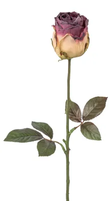 Produktbild von Kunstblume ROSE "TROCKENBLUME".  46cm. 1 Stück. Lila, VIOLETT