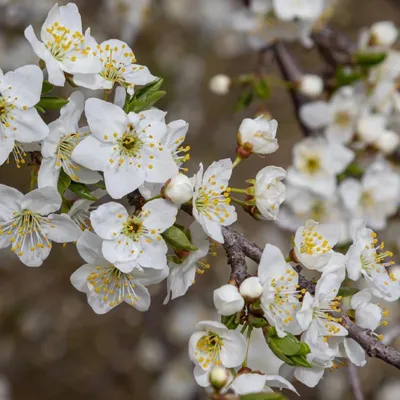 Zdjęcie produktu dla Zestaw trzech białych wiśni – Prunus tomentosa ‘White Ninja’ – doniczka 9 cm