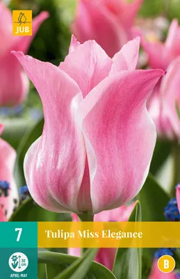 Artikelbild 1 von 'Tulpe Miss Elegance (7 Stück)' aus der Kategorie Triumph-Tulpen