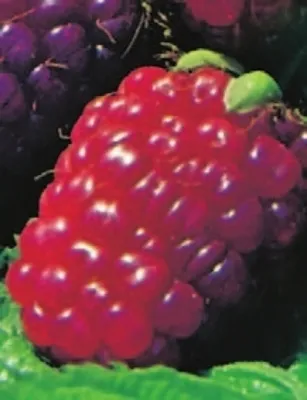Produktbild von Rubus idaeus Tayberry Medana  - Himbeere x Brombeere Kreuzung