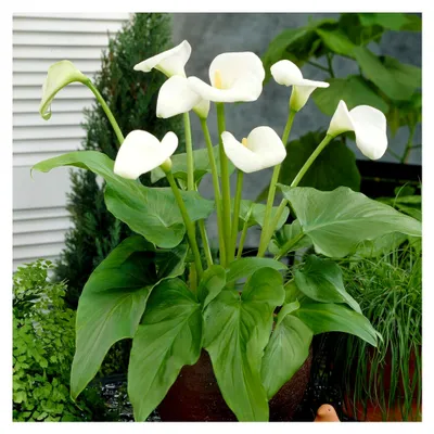 Produktbild von Zantedeschia aethiopica - Blumenzwiebeln mehrjährig winterhart - 1 Zwiebel - Pflanzen aus Holland (kein Samen) - für Garten, Töpfe und Balkon