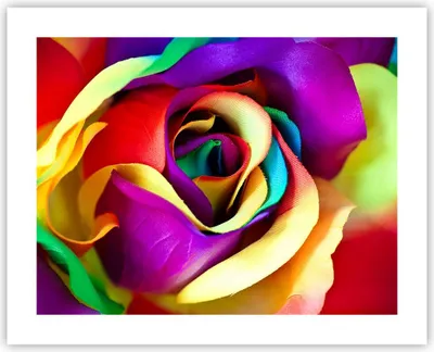 Produktbild von Poster - Poster ohne Rahmen - Blume Farbe Rose - 50x40 cm - Wand Bild - Wanddeko - Wandbilder - Kunstposter - Wandposter - Bilder - Kunstdruck - Wanddekoration - Wandbild - P2XAA50x40-3623