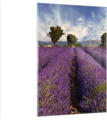 Produktbild von Bilder auf glas - Einteilig - Landschaft Wiese Pflanzen - 80x120cm - Glasbilder - Wandbilder - Bilder - Wanddekoration aus Glas - Glas Bilder - Wandbild auf Glas - GPA80x120-0128
