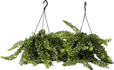 Zdjęcie produktu dla Eszynantus - 2 szt - Aeschynanthus pulcher - Wysokość 20-30cm - ⌀15cm