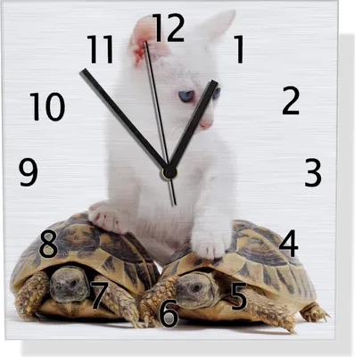 Produktbild von Wallario Design Wanduhr Katze auf Schildkröten aus Aluverbund, Größe 30 x 30 cm
