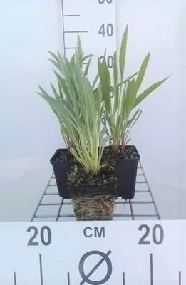 Zdjęcie produktu dla 6 x Echinacea pallida - jeżówka - doniczka 9 x 9 cm