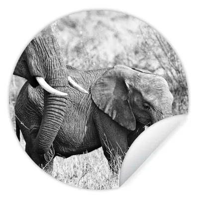 Produktbild von MuchoWow® Runde Wandtattoo - Wandsticker Tapete Aufkleber Elefant - Tiere - Gras - Schwarz und weiß Ø 100 cm Selbstklebend und Repositionierbar - Wandaufkleber - Kreis - Tapetenkreis - Wandbild rund - Schlafzimmerdekoration - Wanddeko - runde Tapete - Kunst für zu Hause