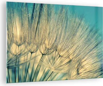 Produktbild von Bilder auf glas - Einteilig - Löwenzahn Makro Löwenzahn - 70x50cm - Glasbilder - Wandbilder - Bilder - zum Aufhängen bereit - Wanddekoration aus Glas - Glas Bilder - Wandbild auf Glas - GAA70x50-4846